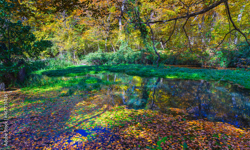 Pond in the forest covered ...