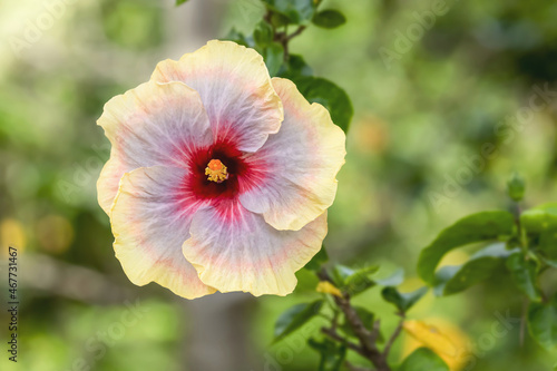 One kind of a beautiful hibiscus