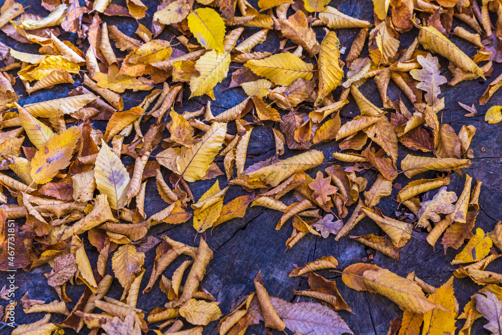 Autumn leaves scattered on a large tree stump Autumn leaves scattered on a large tree stump
