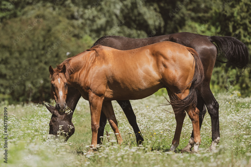 two horses grazing in a meadow two horses grazing in a meadow