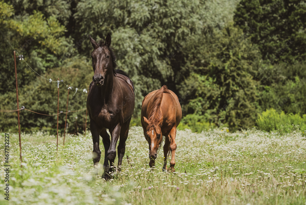 Fototapeta premium horses in the meadow
