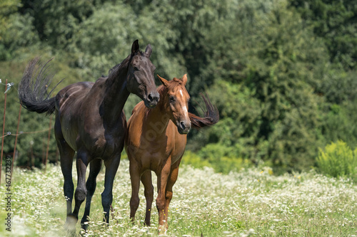 two horses grazing in a meadow © Eva