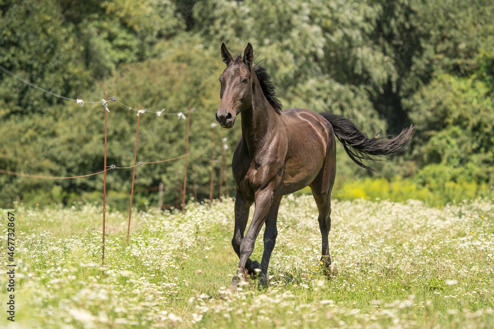 Horse running in canter in the meadow Horse running in canter in the meadow