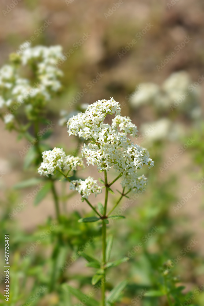 European bedstraw