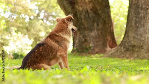 Wallpaper Mural brown dog sitting in the garden Torontodigital.ca