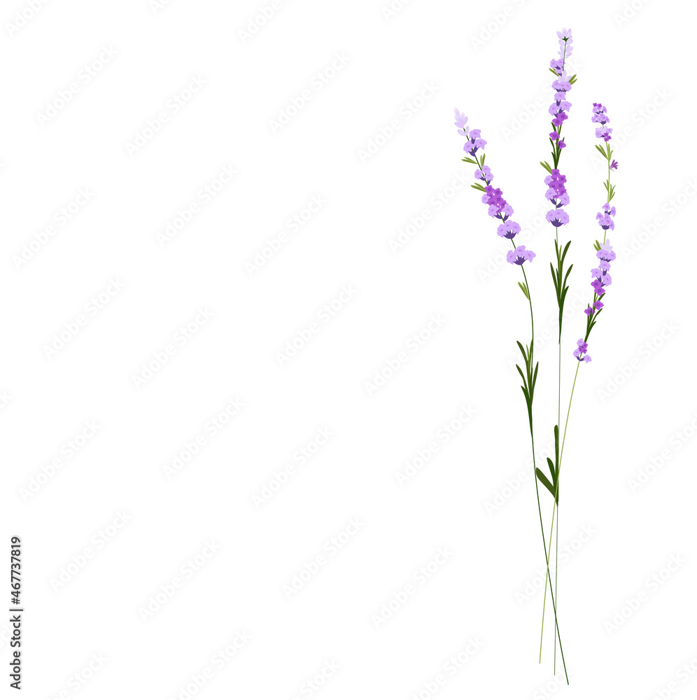 Obraz premium Lavender vector stock illustration. Purple flowers. A delicate bouquet for a wedding invitation. Fragrant herbs of Provence. Isolated on a white background.