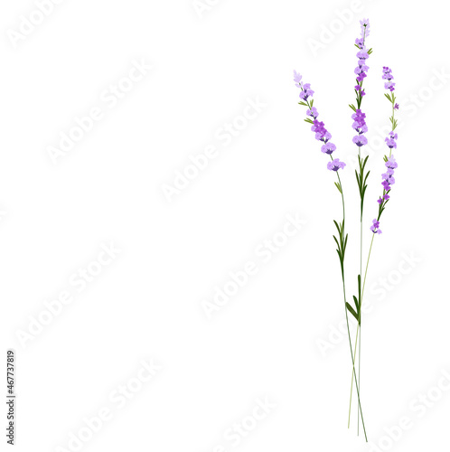 Lavender vector stock illustration. Purple flowers. A delicate bouquet for a wedding invitation. Fragrant herbs of Provence. Isolated on a white background.