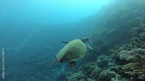 Sea Turtle in Tahiti - Clip Pack 1