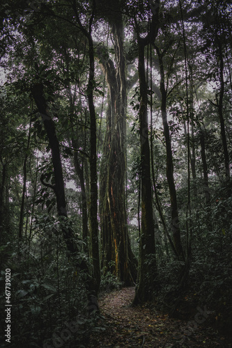 Großer Baum-Costa Rica