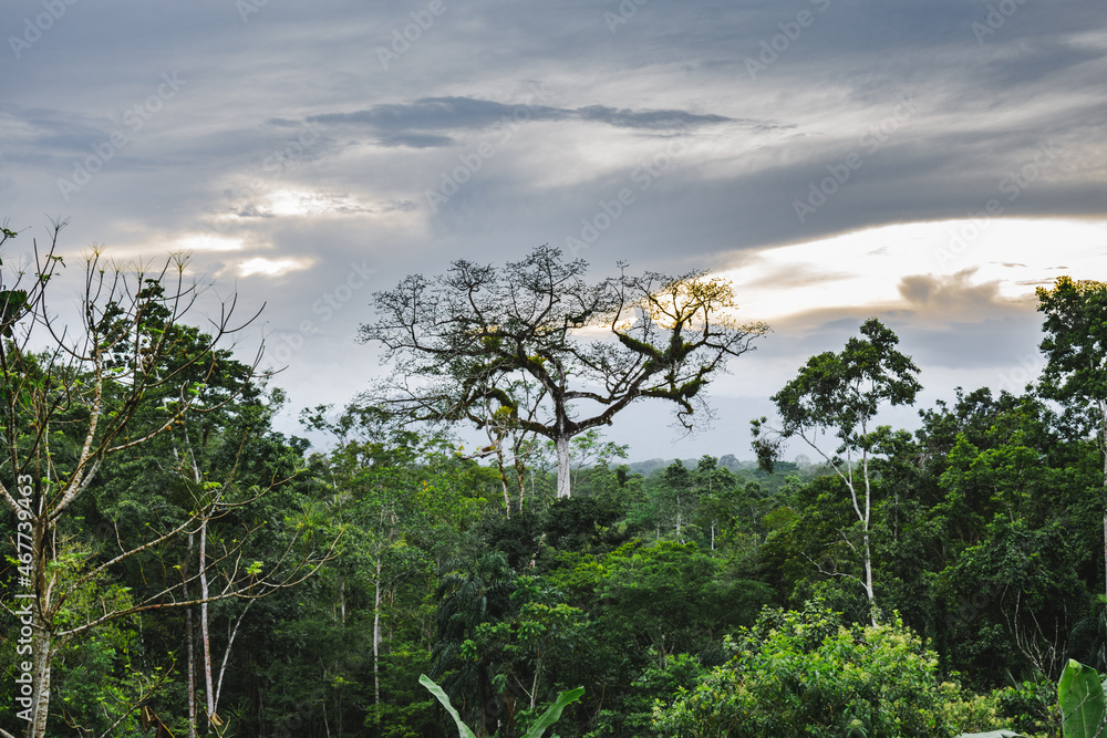 Dschungel-Costa Rica