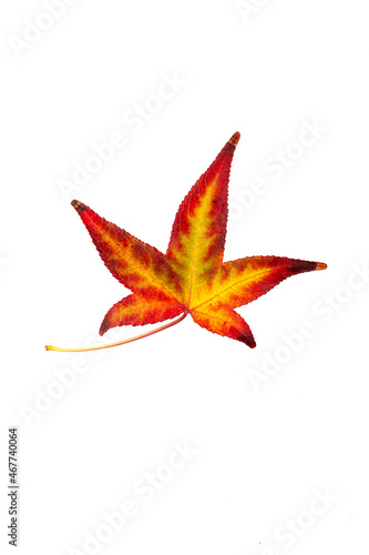 Autumn painting  Autumn maple leaves  Solitary leaf on white background  different colors. Yellow  red  burgundy  green  orange  Tree with wide  in most species  figured leaves. 