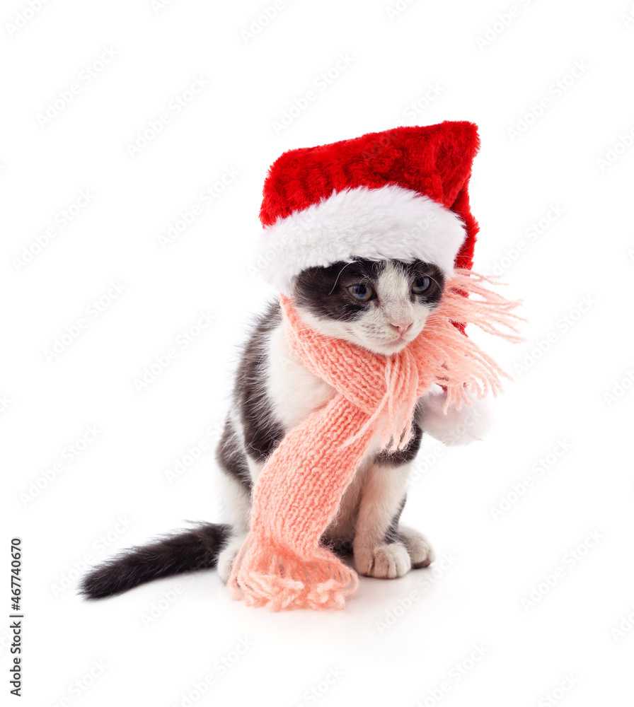 Kitten in a pink scarf and in the hat. Kitten in a pink scarf and in the hat.