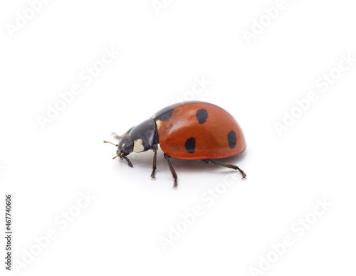 Little ladybug beetle. © voren1