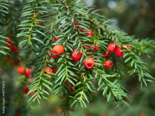 Reife rote Früchte der europäischen Eibe (Taxus baccata) wachsen an kleinen Zweigen des immergrünen Baumes. photo