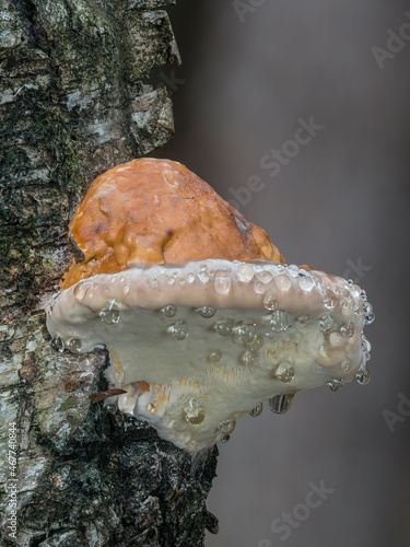 Nahaufnahme von einen einzelnen Birkenporling mit Guttation (Fomitopsis betulina) auf einen Birkenstamm. photo