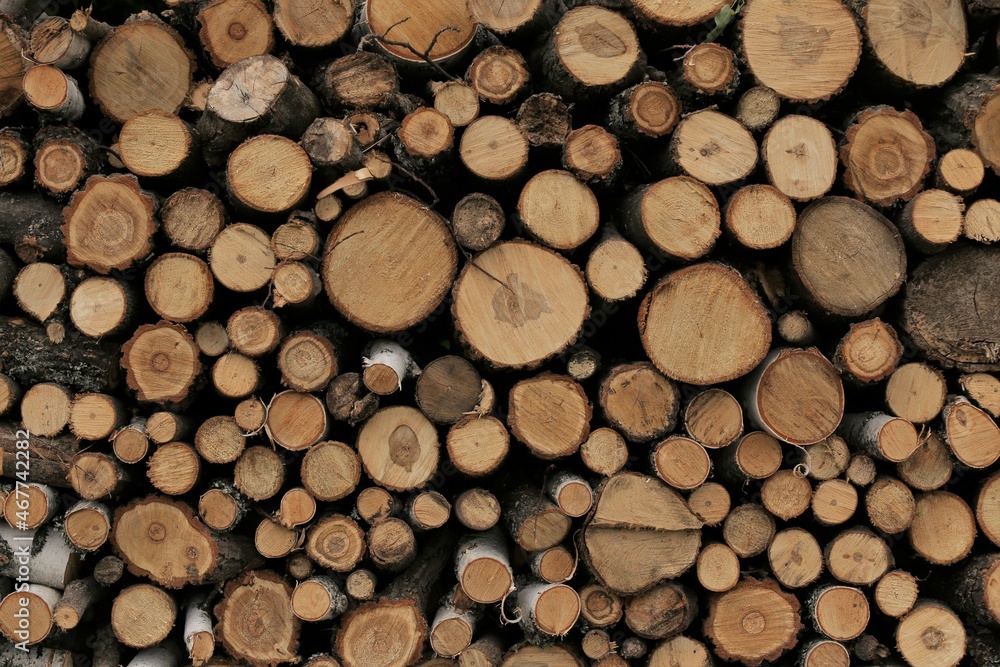 Texture of round logs of pine background Texture of round logs of pine background