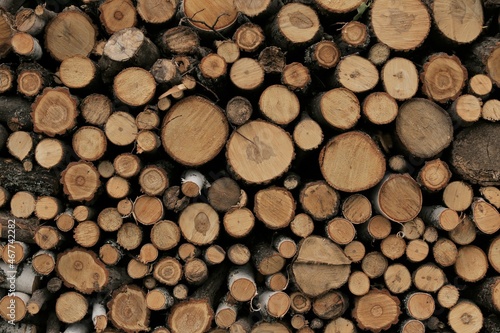 Texture of round logs of pine background