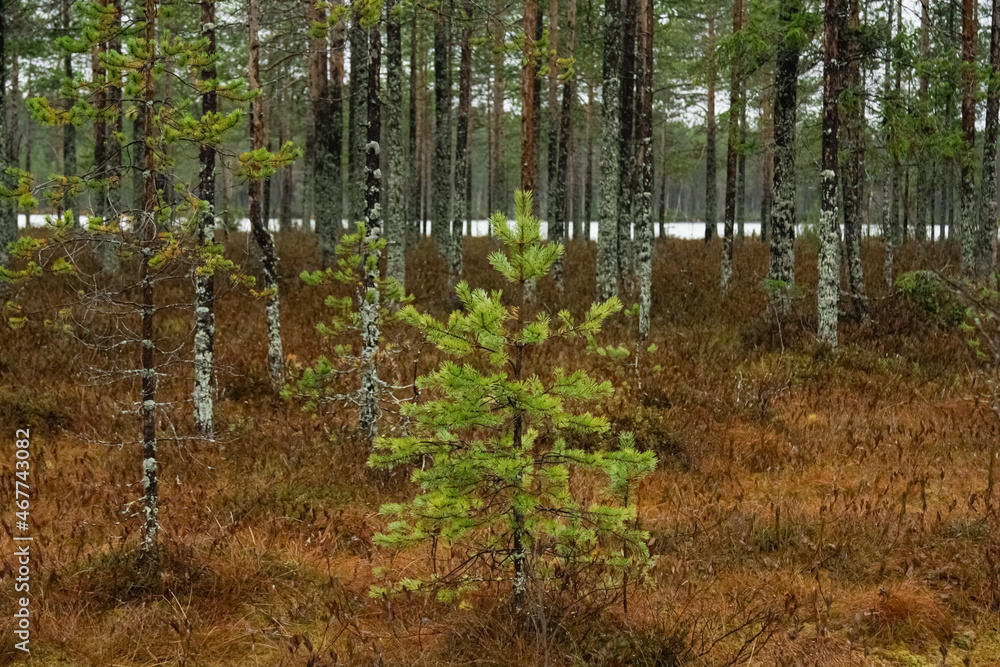 Naklejka premium A small pine tree in the swamp.