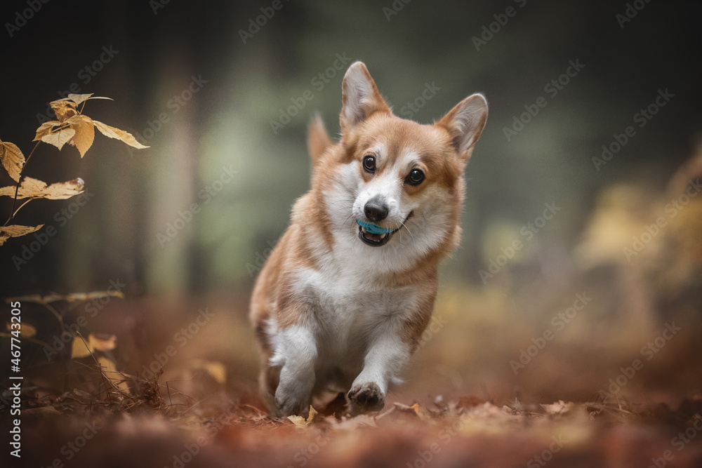 Cute red welsh corgi pembroke dog playing with a blue ball against the backdrop of a bright autumn landscape. The mouth is open. Paws in the air. Crazy dog Cute red welsh corgi pembroke dog playing with a blue ball against the backdrop of a bright autumn landscape. The mouth is open. Paws in the air. Crazy dog