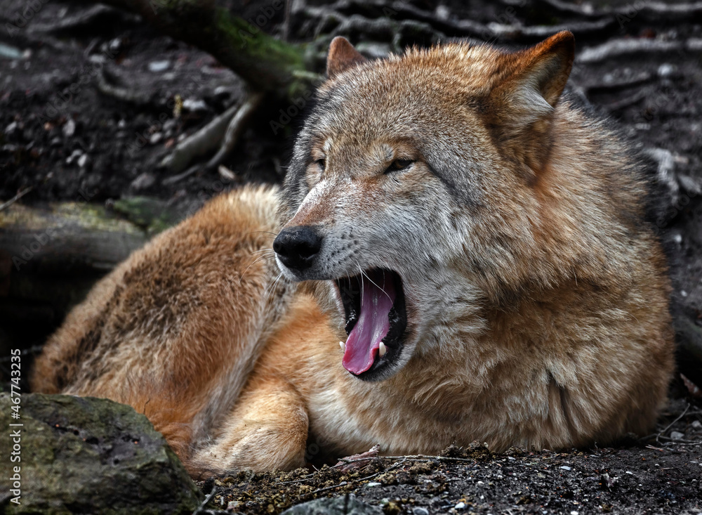 Mongolian wolf . Latin name - Canis lupus chanco Mongolian wolf . Latin name - Canis lupus chanco