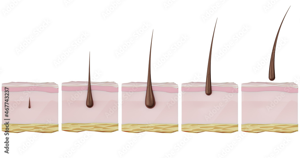 3d illustration of the stages of the recovery cycle hair growth hair ...