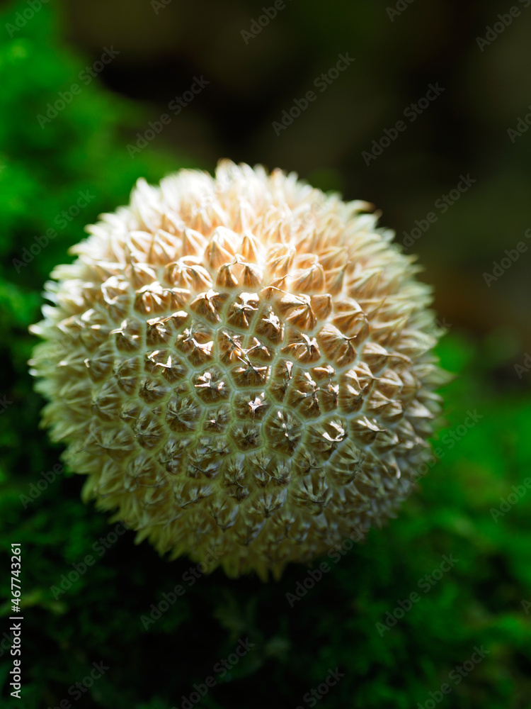 Setas en la Selva de Irati