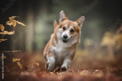 Cute red welsh corgi pembroke dog playing with a blue ball against the backdrop of a bright autumn landscape. The mouth is open. Paws in the air. Crazy dog