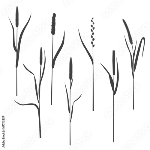 Fototapeta Naklejka Na Ścianę i Meble -  A set of silhouettes of grasses on a white background