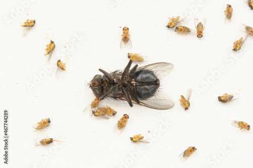 dead body of the fly lying on the white table or windowsill. Shallow depth of field on a big fly