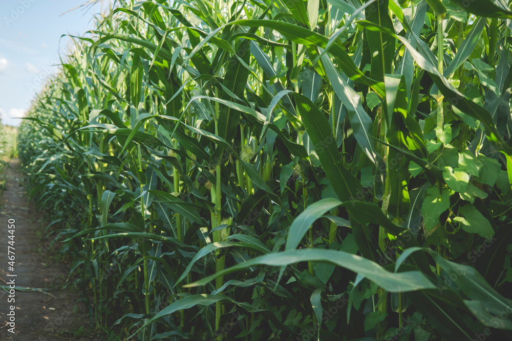 ground path through corn field ground path through corn field