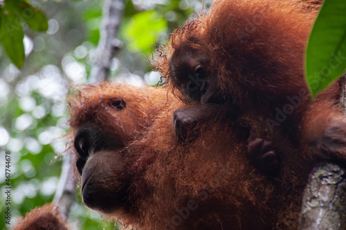 A young orang utan mother with her child clinging to her in the jungle of Sumatra on a rainy day