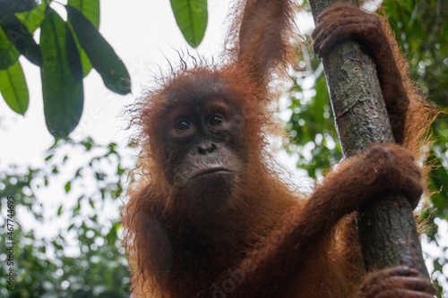 A young orang utan child after a short rain fall in the sumatra jungle clinging to the young trunk of a tree
