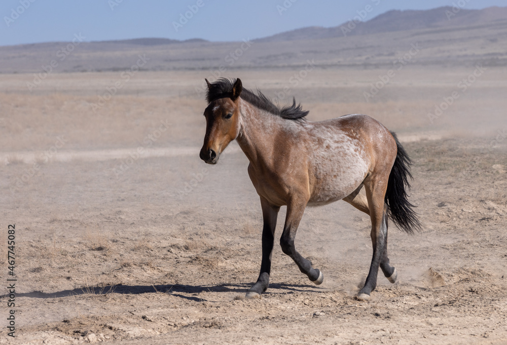 Wild Horse in the Utah Desert Wild Horse in the Utah Desert