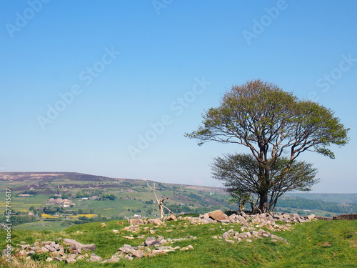 a single tree in a rock covered meadow looking over the calder valley and midgley moor in west yorkshire photo