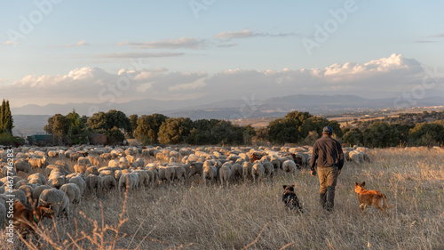 Flock of sheep on the transhumance at sunset photo