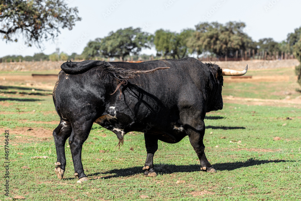 Bull brave to fight on the ranch in Spain Bull brave to fight on the ranch in Spain