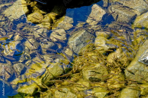 Common minnow in Loch Ness - Scotland