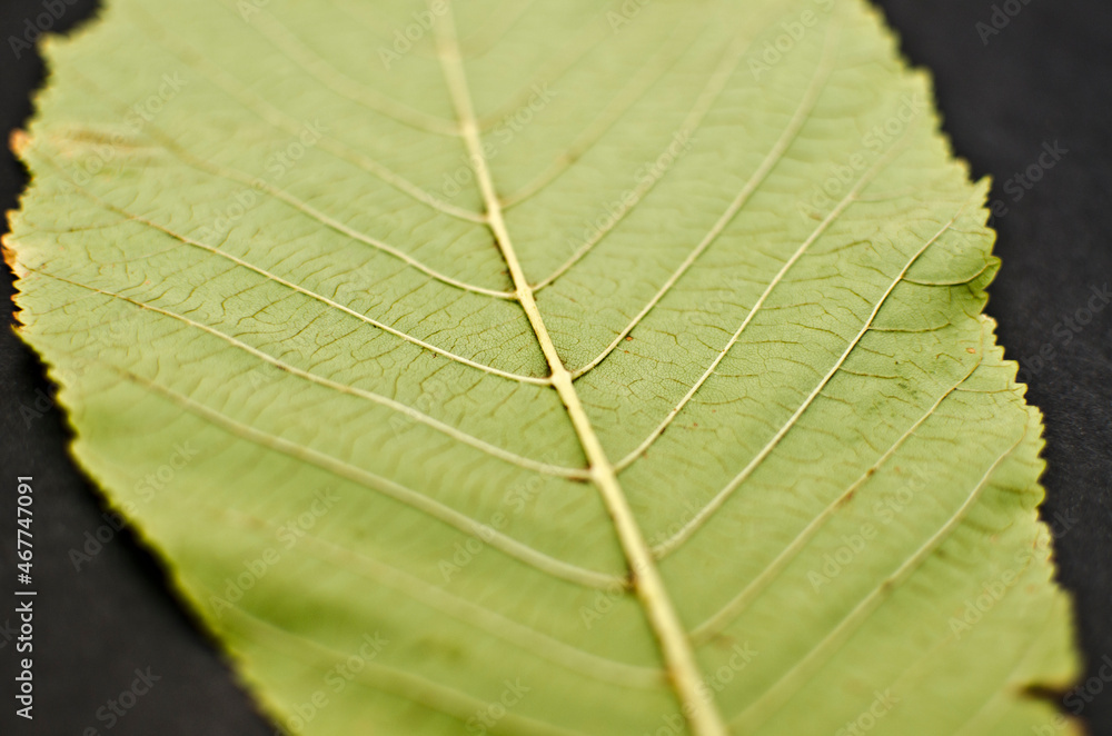 Macro shot green leaf on black background
Macro shot green leaf on black background