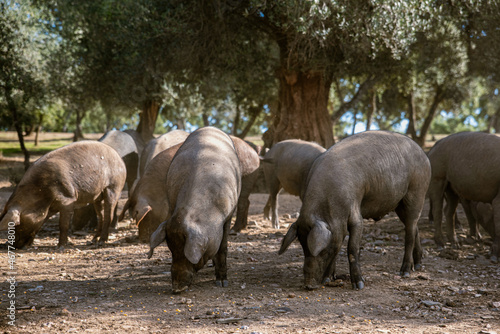 A group of Iberian pigs on the farm