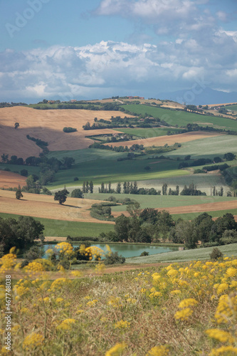 Strada Vencareto  Stacciola. Pesaro e Urbino. Paesaggio agricolo collinare con campi di grano