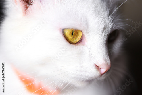 Muzzle of a white cat close-up