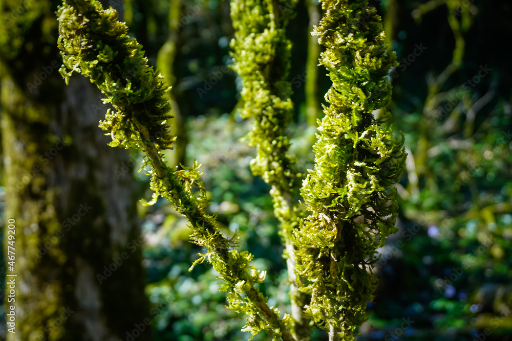 Moss on the tree close up Moss on the tree close up