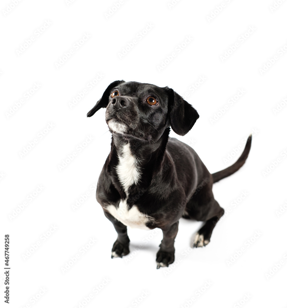 portrait from above of scrounger dog, asking for food, mixed breed canine with curiosity on isolated white background