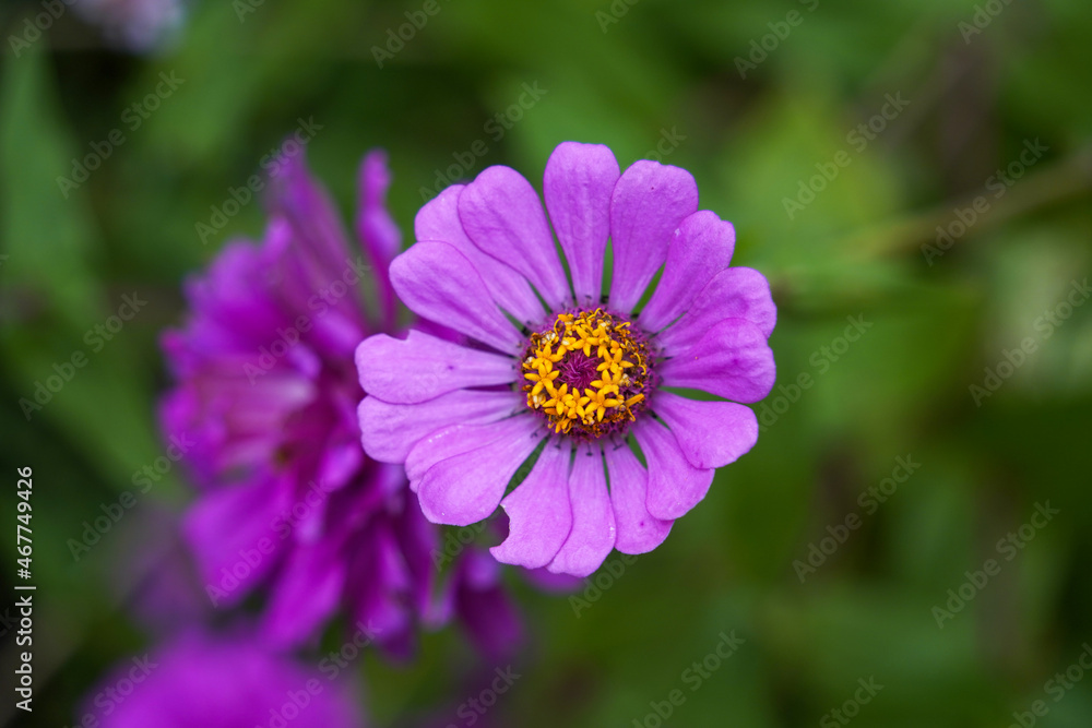 Purple Common Zinnia flower in bloom. Purple Common Zinnia flower in bloom.