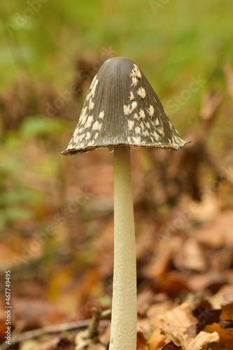 Magpie Inkcap Mushrooms