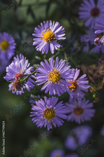 Decorative garden plant with purple flowers. Alpine aster. Small purple flowers on a blurry background of green foliage. Novobelgian aster - beautiful autumn flowers in the garden. Vertical image.