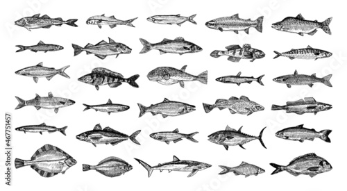 Fotografiet Collection of monochrome illustrations of sea fish in sketch style