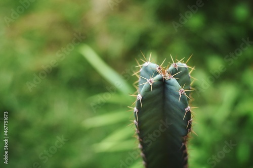 cactus growing in the garden