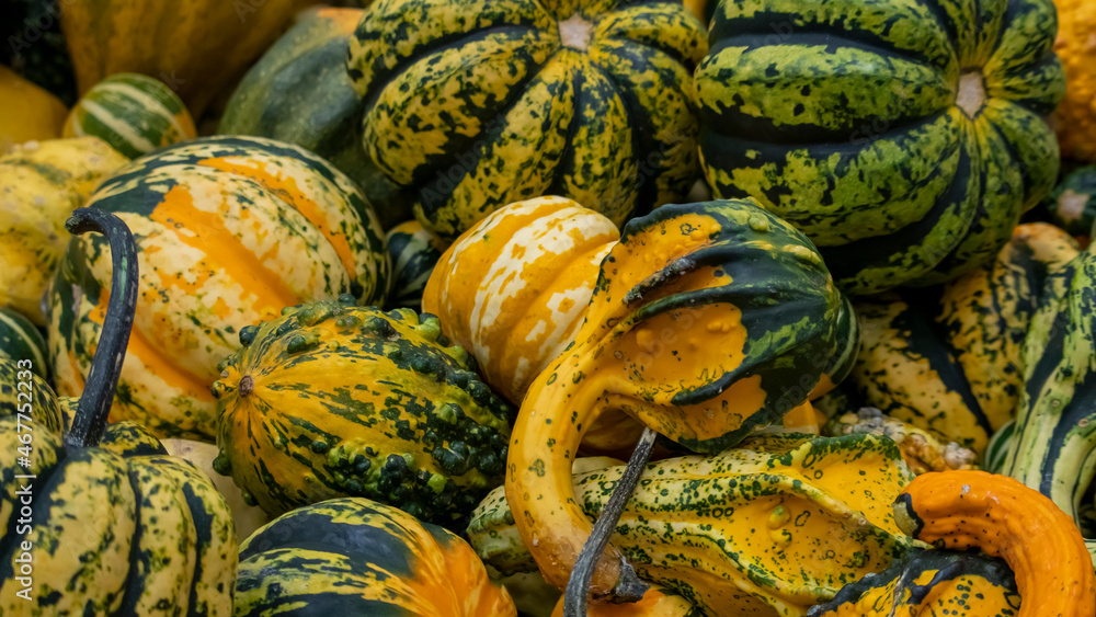 small yellow and green pumpkins of different shapes, backgrounds, textures
