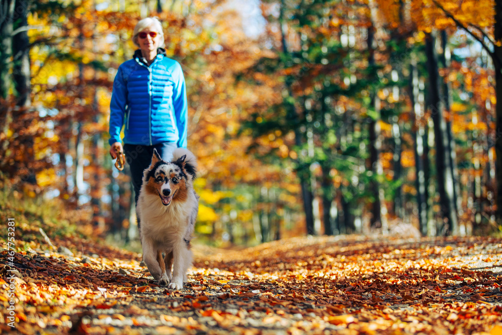Fototapeta premium Woman and Australian Shepherd dog on a autumn walk.